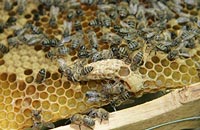 Пункты спаривания при создании приокских пчел 