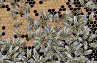 Графическая интерпретация закономерности роста и развития пчелиной семьи