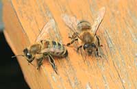 Акклиматизация медоносной пчелы — экологическое понятие