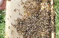 Феромон матки и болезни медоносных пчел 