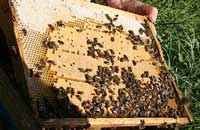 рамка с пчелами