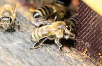 Карпатские пчелы в пакетном пчеловодстве