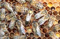 Осеменение яиц в половой системе пчелиной матки