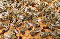 Влияние температуры на жизнь пчел
