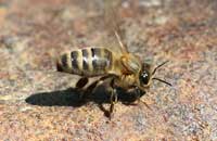 Тип медосбора и продуктивность пчел