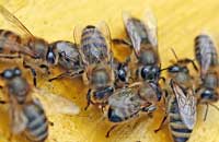 Селекция устойчивых к заболеваниям пчел
