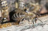 Селекция устойчивых к заболеваниям пчел (3)