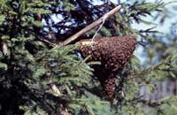 Апирой в помощь пчеловодам