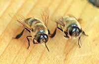 Поведение трутней в пчелиной семье