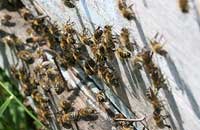 ДНК-анализ в пчеловодстве