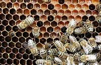 Продукты пчеловодства - оптимальный путь к активному долголетию