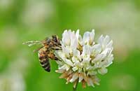 Флороспециализация и флоромиграция карпатских пчел 