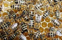 Работа с пчелами  в хозяйстве ОАО «Родник»