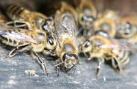 Карпатские пчелы в Эстонии