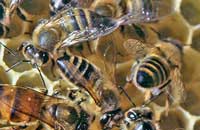 Геном медоносной пчелы