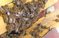 Оксиметилфурфурол (ОМФ) опасен для здоровья и жизни пчел