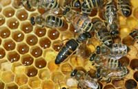 Полизин, хитозан и мелакрил — стимуляторы развития и продуктивности пчел