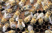 Апистим - стимулятор развития пчелиных семей