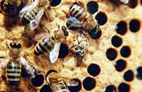 Научно обоснованный регламент содержания семей пчел