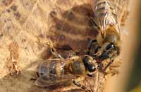 Возможность приема пчелиного яда перорально