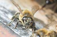 В чем причина гибели и странного слета пчел