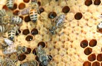 О пчелах Buckfast и их «родителе» (история брата Адама)