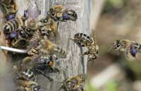 Пчелиная пыльца-обножка в медицине