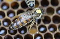 Почему пчелы иногда меняют молодых маток?