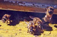 Эноциты осенне-зимних пчел при ядоотборе