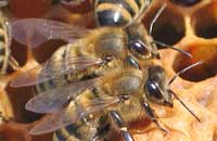 Пчелиный яд в медицине