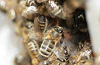 Новое в оценке состояния жирового тела пчел