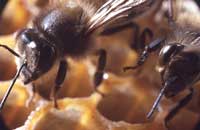 Аккумуляция тяжелых металлов в теле пчел