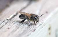 Особенности зрения пчел