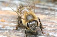 Формирование микобиоты продуктов пчел