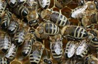 Препарат ВЭСП и гигиеническое поведение пчел