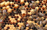 Пчеловодство нуждается в сотрудничестве