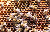 Характерные признаки и время проявления болезней расплода пчел 