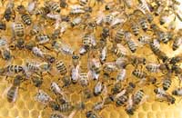 Пчелы  в окружении  микробов
