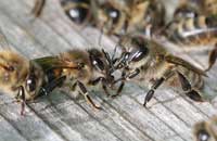 Асимметрия экстерьера пчел 