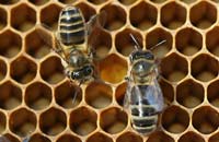 Электрокардиограмма пчелы, матки и трутня при разной температуре 