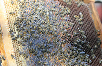 Рекомендации потомственного пчеловода