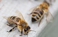 Генетическая изменчивость и способность к адаптации пчелиных семей