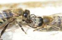 Бессотовые naкетные пчелы на вощине 