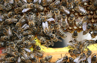 Пчелиный «спецназ»