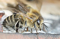 Пчелы с деформированными крыльями