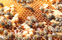 Продукты пчеловодства при аденоме простаты