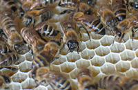 О чем шумят пчелы