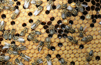 Сравнение времени развития закрытого расплода в разных подвидах медоносных пчел в Польше
