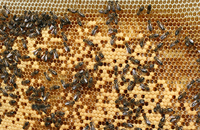 Разведение среднерусских пчел
