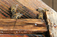 Центральная поилка для пчел